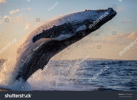 Humpback Whale Close Breaching Off Sydney Stock Photo 777856885 ...