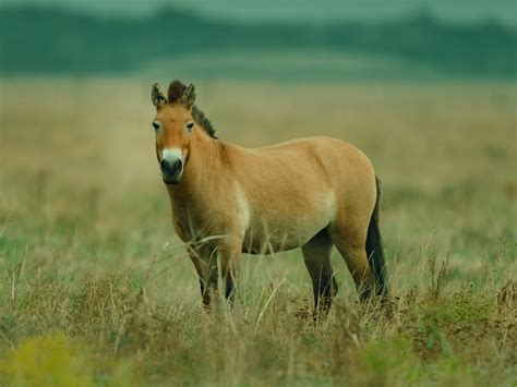 Interesting Facts About Przewalski's Horses