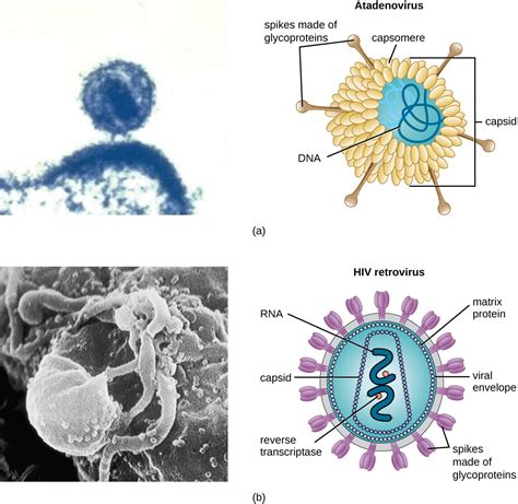 Viruses | Microbiology