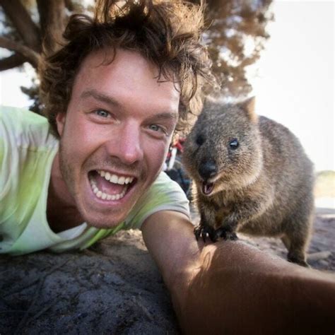 Quokka Selfies Make Waves in Australia