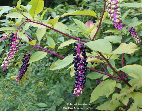 12 Native Plants for Food and Medicine