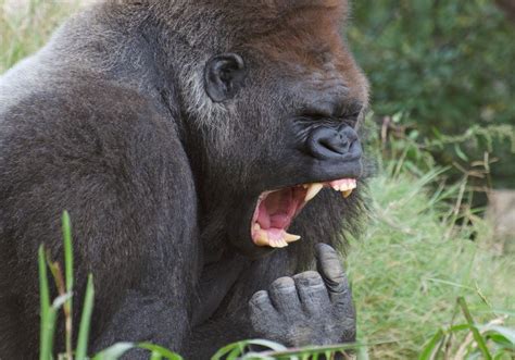 Why Are Gorilla Teeth So Big? (Fun Facts)