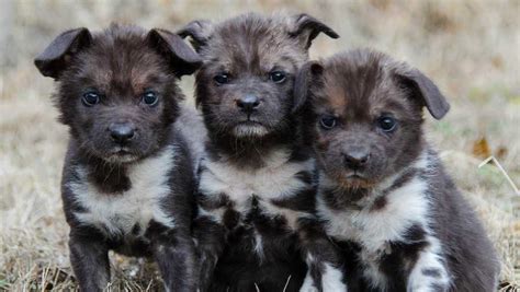 14 African painted dog pups born at Oklahoma City Zoo