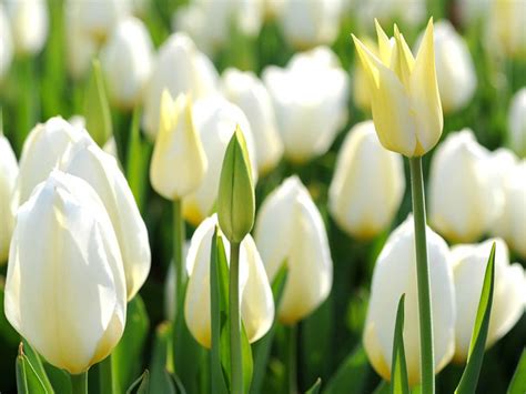 White Tulips HD Desktop White Tulips, Tulips Flowers, Pretty Flowers ...