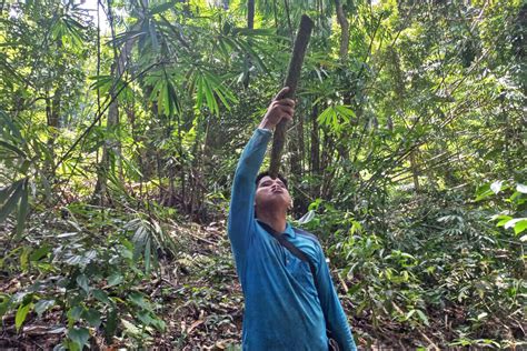 On a Borneo mountainside, Indigenous Dayak women hold fire and defend forest - South Africa Today