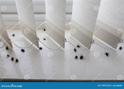 Dead House Flies on a Dirty Window Sill Stock Image - Image of ...