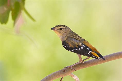 Spotted Pardalote (Pardalotus punctatus) female | Also in th… | Flickr