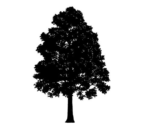 Broad Leaved Tree Silhouette Oak Tree Silhouette Clipart - Clip Art Library