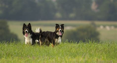 The 136 Most Popular Border Collie Names