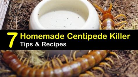 Brilliant Centipede Control Home Remedies