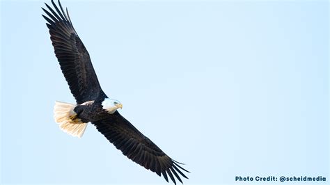 Bald Eagle Watching in Wisconsin | Travel Wisconsin