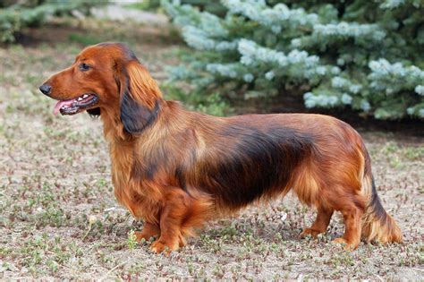 Dachshund Overview, Description, Temperament, Facts Britannica ...