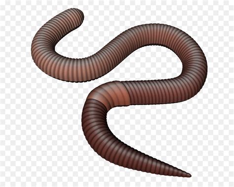 Free Earthworm Cliparts, Download Free Earthworm Cliparts png images, Free ClipArts on Clipart ...