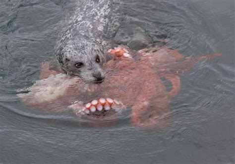 Incredible Fight Between Seal And Octopus Caught On Camera | HuffPost