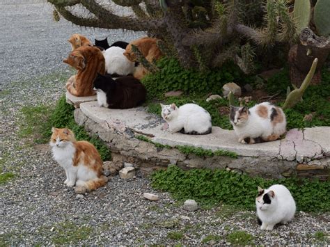 Feral Cat Colony - Our Continental Cat