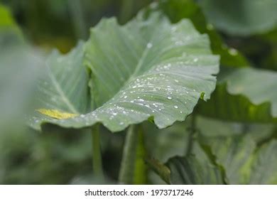 Green Giant Taro Leaves Pattern Dewdrops Stock Photo 1973717246 | Shutterstock