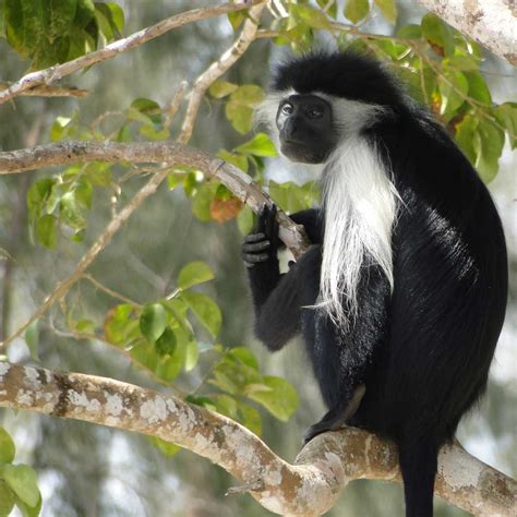 colobus monkey – Bo Sorensen