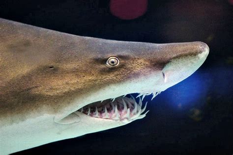 10 Fun Facts About Sand Tiger Sharks! | Always Learning!