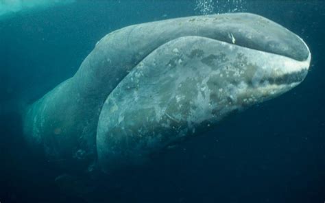 The conservation status of the Bowhead whale