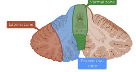 Cerebellum & Cerebellar Nuclei Flashcards | Quizlet