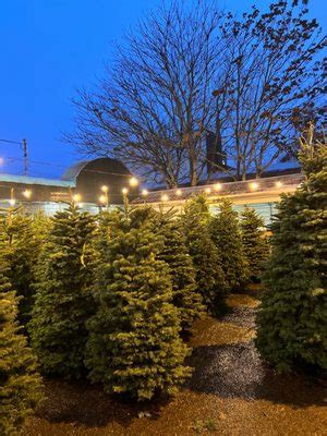 SEATTLE CHRISTMAS TREE - Updated November 2024 - 152 Photos & 12 Reviews - 701 NE 45th St ...