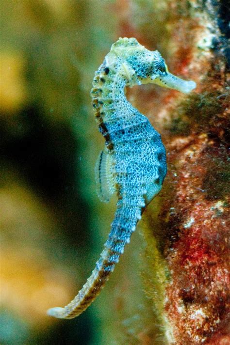 Everything you ever wanted to know about seahorses – Blog – Two Oceans ...