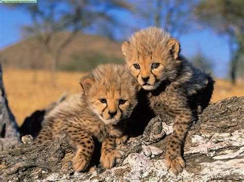 Cute Baby Cheetah Wallpaper