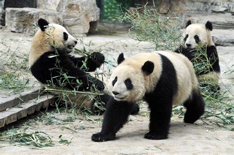 The 10 Biggest Panda Zoos in the World