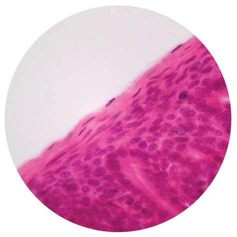 Mammal Simple Squamous Epithelium, sec 7 µm H&E Microscope Slide ...