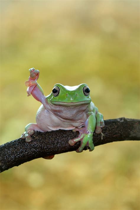 Baby Animals Name Frog | liewmeileng
