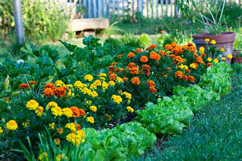 12 Best Tomato Companion Plants