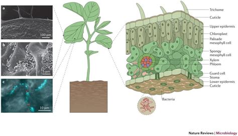 Phyllosphere microorganisms- Examples, Factors, Effects