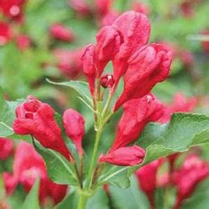 Weigela 'Sonic Bloom Red' – Carp Garden Centre