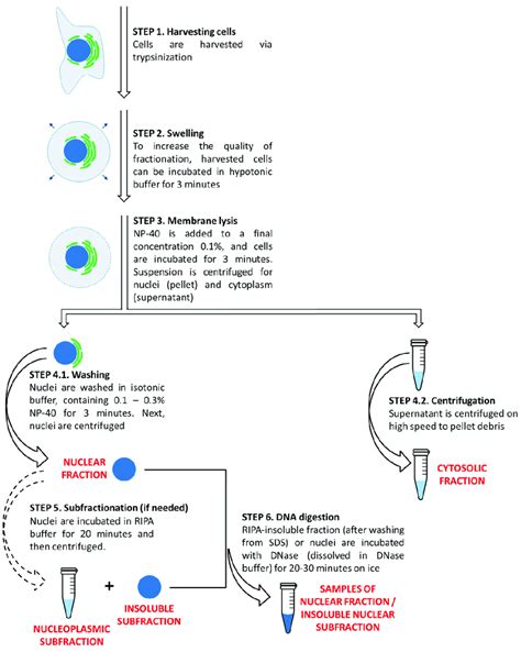 Graphical representation of the nucleus/cytoplasm fractionation protocol. | Download Scientific ...