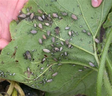 Quick guide to insects and diseases of cucumber, pumpkin and squash | UMN Extension