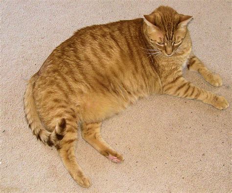 Why Cats Become Morbidly Obese, And How to Fix It