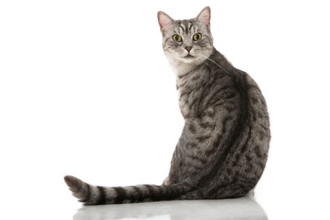 Tabby Cat Patterns - Types & Information » Petsoid