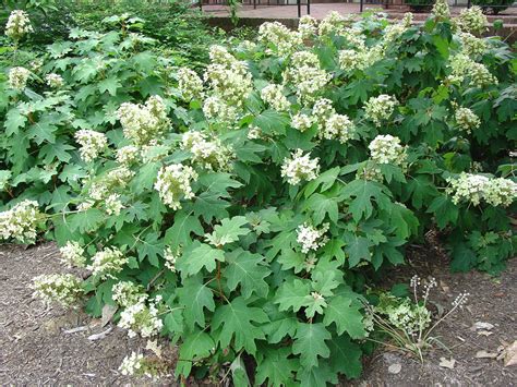 Summer Pruning of Oakleaf and Bigleaf Hydrangeas | What Grows There :: Hugh Conlon ...