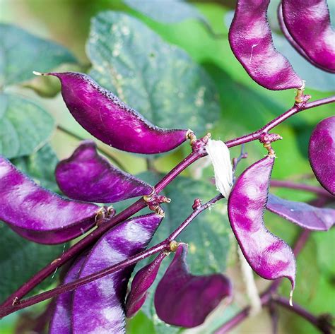 Hyacinth Bean Seed - Red Leaved Hyacinth Vine Flower Seeds