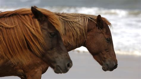 Assateague Island horse relocated after several incidents that left ...