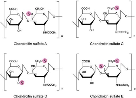 chondroitin sulfate – Liberal Dictionary