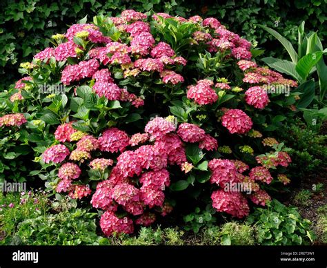 Hydrangea bush flowering Stock Photo - Alamy