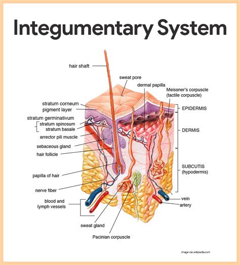 Integumentary System Anatomy and Physiology | Integumentary system, Anatomy and physiology ...