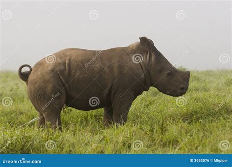 Baby White Rhino stock photo. Image of private, wildlife - 3653076