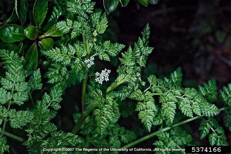 bur chervil (Anthriscus caucalis)