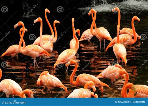 The flock of pink flamingo stock photo. Image of beautiful - 12623102