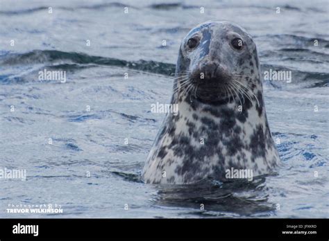 Farne island seals hi-res stock photography and images - Alamy