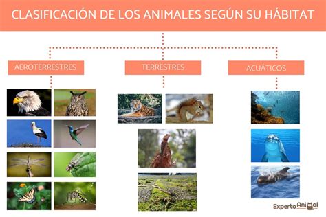 ¡Viva el reino animal 3°!