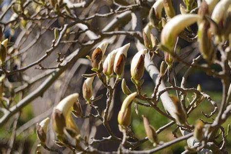 Premium Photo | White blossom magnolia tree