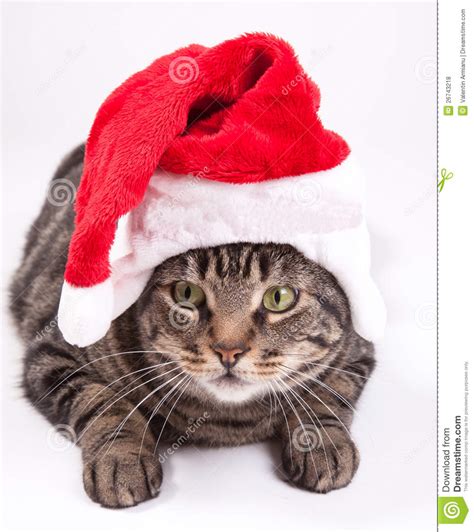 free christmas cat clipart 20 free Cliparts | Download images on ...